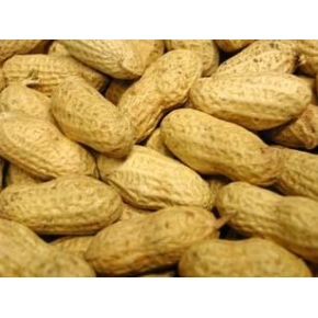 Premium Monkey Nuts In Shell Bulk 11.3kg